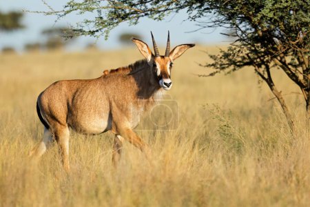 Téléchargez les photos : Une antilope roan (Hippotragus equinus) rare dans les prairies ouvertes, parc national de Mokala, Afrique du Sud - en image libre de droit