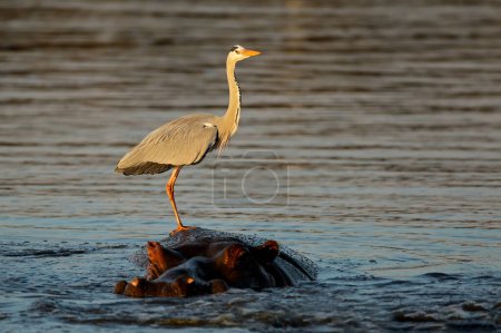 Photo for A grey heron (Ardea cinerea) standing on a submerged hippo, Kruger National Park, South Africa - Royalty Free Image