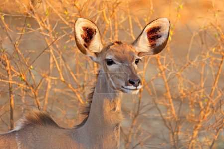 Téléchargez les photos : Portrait d'une antilope kudu femelle (Tragelaphus strepsiceros), parc national Kruger, Afrique du Sud - en image libre de droit