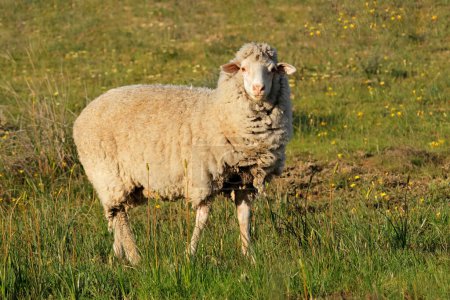 Foto de Una oveja merino de corral en una granja rural sudafricana - Imagen libre de derechos