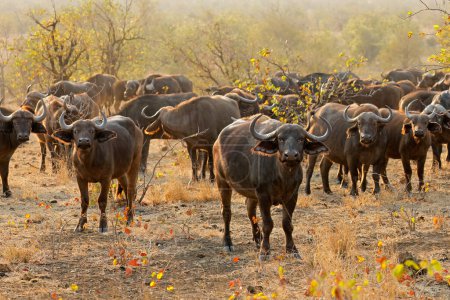 Photo for Large herd of African buffaloes (Syncerus caffer), Kruger National Park, South Africa - Royalty Free Image
