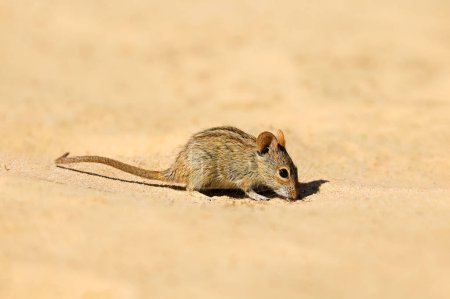 Téléchargez les photos : Une petite souris rayée (Rhabdomys pumilio) dans un habitat naturel, Afrique du Sud - en image libre de droit