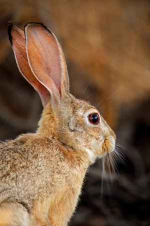 Photo for Portrait of a cape hare (Lepus capensis) with long ears and large eyes, South Africa - Royalty Free Image