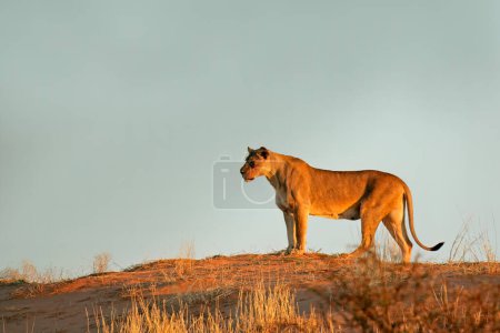 Téléchargez les photos : Une lionne (Panthera leo) debout sur une dune de sable rouge, désert du Kalahari, Afrique du Sud - en image libre de droit