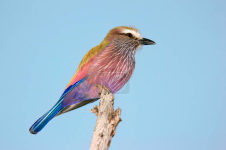 Photo for A colorful purple roller (Coratias naevius) perched on a branch, Kruger National Park, South Africa - Royalty Free Image