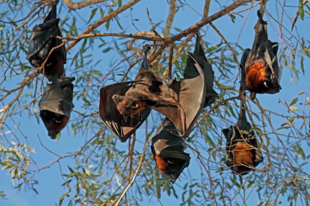 Téléchargez les photos : Renards volants noirs (Pteropus alecto) pendus dans un arbre, parc national Nitmiluk, Territoire du Nord, Australie - en image libre de droit