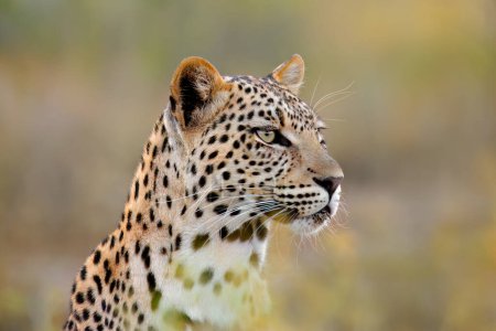 Téléchargez les photos : Portrait d'un léopard alerte (Panthera pardus) dans un habitat naturel, Afrique du Sud - en image libre de droit