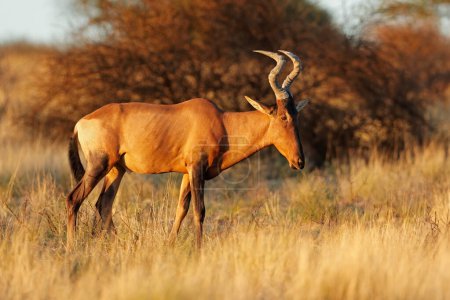 Téléchargez les photos : Une antilope harteuse rouge (Alcelaphus buselaphus) dans un habitat naturel, désert du Kalahari, Afrique du Sud - en image libre de droit