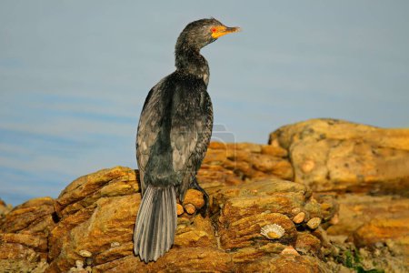 Foto de Un cormorán de caña (Microcarbo africanus) posado sobre una roca costera, Sudáfrica - Imagen libre de derechos