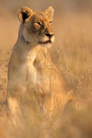 Photo for An alert lioness (Panthera leo) in natural habitat, Kruger National Park, South Afric - Royalty Free Image