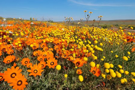 Téléchargez les photos : Floraison printanière colorée fleurs sauvages, Namaqualand, Cap Nord, Afrique du Sud - en image libre de droit