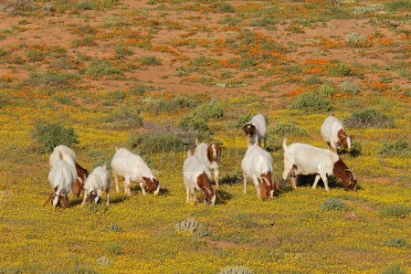 Téléchargez les photos : Chèvres en liberté se nourrissant dans un champ avec des fleurs sauvages jaunes, Namaqualand, Afrique du Sud - en image libre de droit