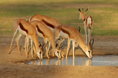 Téléchargez les photos : Antilopes de Springbok (Antidorcas marsupialis) dans un trou d'eau, désert du Kalahari, Afrique du Sud - en image libre de droit