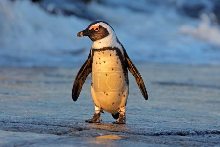 Foto de An African penguin (Spheniscus demersus) standing on the beach, South Africa - Imagen libre de derechos