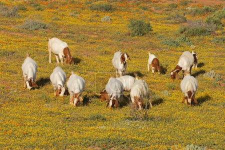 Photo for Free-range goats feeding in a field with yellow wild flowers, Namaqualand, South Africa - Royalty Free Image