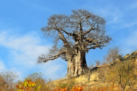 Foto de Gran árbol de baobab durante la estación seca, Parque Nacional Kruger, Sudáfrica - Imagen libre de derechos
