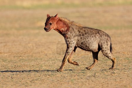 Téléchargez les photos : Hyène maculée (Crocuta crocuta) couverte de sang après s'être nourrie, désert du Kalahari, Afrique du Sud - en image libre de droit