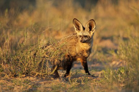 Téléchargez les photos : Un renard à oreilles de chauve-souris (Otocyon megalotis) dans un habitat naturel, désert du Kalahari, Afrique du Sud - en image libre de droit