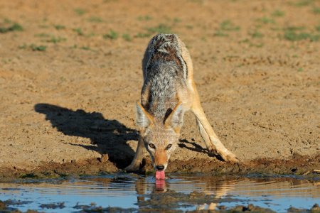 Téléchargez les photos : Un chacal à dos noir (Canis mesomelas) eau potable, désert du Kalahari, Afrique du Sud - en image libre de droit