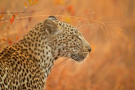 Foto de Retrato de un leopardo (Panthera pardus) en hábitat natural, Sudáfrica - Imagen libre de derechos