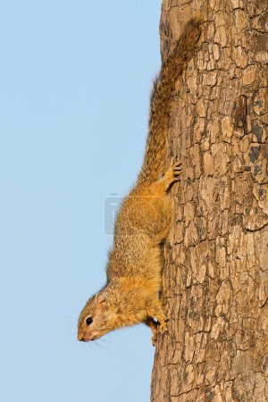 Photo for Tree squirrel (Paraxerus cepapi) sitting in a tree, Kruger National Park, South Africa - Royalty Free Image
