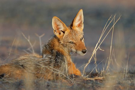 Téléchargez les photos : Portrait d'un chacal à dos noir (Canis mesomelas) en fin d'après-midi, désert du Kalahari, Afrique du Sud - en image libre de droit