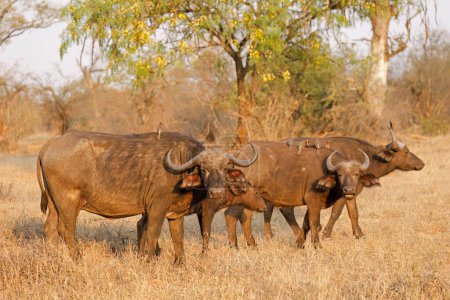 Photo for Family group of African buffaloes (Syncerus caffer), Kruger National Park, South Africa - Royalty Free Image