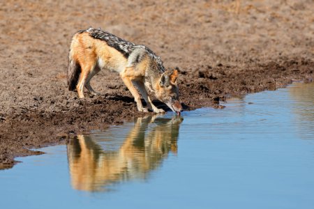 Téléchargez les photos : Eau potable d'un chacal à dos noir (Canis mesomelas), parc national d'Etosha, Namibie - en image libre de droit