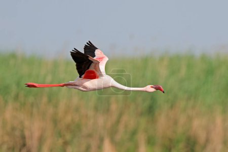 Photo for A lesser flamingo (Phoenicopterus minor) in flight with open wings, South Africa - Royalty Free Image