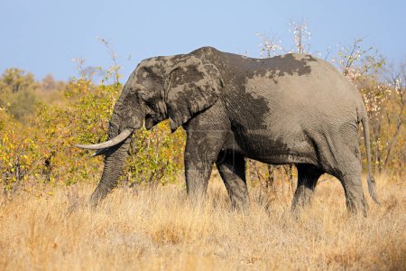 Foto de Elefante toro africano grande (Loxodonta africana), Parque Nacional Kruger, Sudáfrica - Imagen libre de derechos