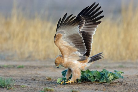 Téléchargez les photos : Un aigle fauve (Aquila rapax) chassant au sol à ailes ouvertes, Afrique du Sud - en image libre de droit