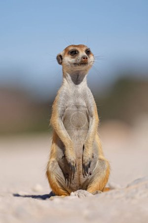 Foto de Un suricata alerta (Suricata suricatta) sentado en posición vertical, desierto de Kalahari, Sudáfrica - Imagen libre de derechos