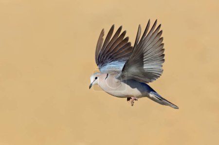 Téléchargez les photos : A Cape turtle dove (Streptopelia capicola) in flight with open wings, South Africa - en image libre de droit