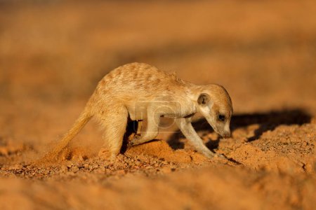 Téléchargez les photos : Un suricate (Suricata suricatta) qui se nourrit activement dans son habitat naturel, désert du Kalahari, Afrique du Sud - en image libre de droit