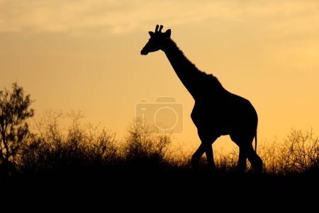 Téléchargez les photos : Girafe (Giraffa camelopardalis) silhouette contre un ciel orange, désert du Kalahari, Afrique du Sud - en image libre de droit