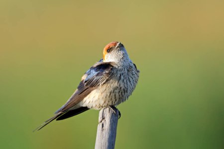 Photo for A greater striped swallow (Cecropis cucullata) perched on a branch, South Africa - Royalty Free Image