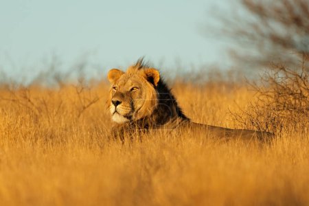 Foto de Gran león africano macho (Panthera leo) a primera hora de la mañana, desierto de Kalahari, Sudáfrica - Imagen libre de derechos