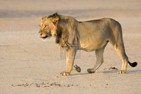Photo for Young male African lion (Panthera leo) walking, Kalahari desert, South Africa - Royalty Free Image