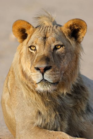 Téléchargez les photos : Portrait d'un jeune lion d'Afrique (Panthera leo), désert du Kalahari, Afrique du Sud - en image libre de droit