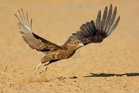 Téléchargez les photos : Aigle bateleur immature (Terathopius ecaudatus) décollant, désert du Kalahari, Afrique du Sud - en image libre de droit