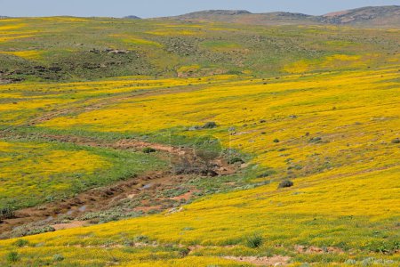Foto de Flores silvestres florecientes de primavera coloridas, Namaqualand, Northern Cape, Sudáfrica - Imagen libre de derechos