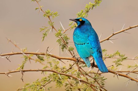 Téléchargez les photos : Une grande étourneau à oreilles bleues (Lamprotornis chalybaeus) perchée sur une branche, parc national Kruger, Afrique du Sud - en image libre de droit