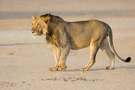 Foto de Joven león africano (Panthera leo) caminando, desierto de Kalahari, Sudáfrica - Imagen libre de derechos