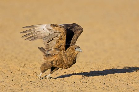 Immature bateleur eagle (Terathopius ecaudatus) taking off, Kalahari desert, South Africa