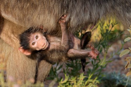 Téléchargez les photos : Un bébé Chacma babouin (Papio ursinus) accroché à sa mère, parc national Kruger, Afrique du Sud - en image libre de droit