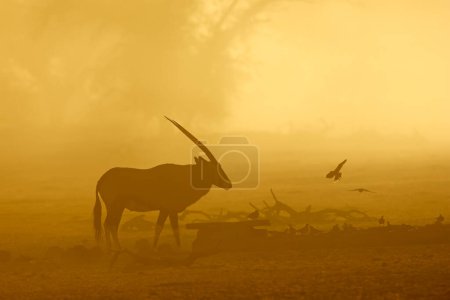 Téléchargez les photos : Une antilope gemsbok (Oryx gazella) et des colombes silhouettes dans la poussière au lever du soleil, désert du Kalahari, Afrique du Sud - en image libre de droit