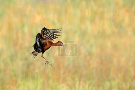 Photo for A glossy ibis (Plegadis falcinellus) in flight with open wings, South Africa - Royalty Free Image