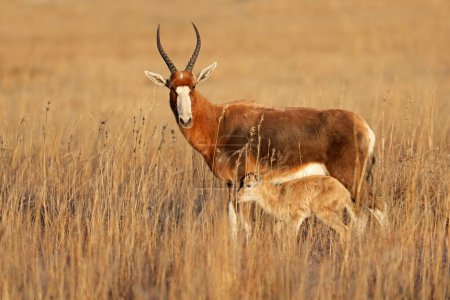 A blesbok antelope (Damaliscus pygargus) in grassland with small calf, Mountain Zebra National Park, South Africa