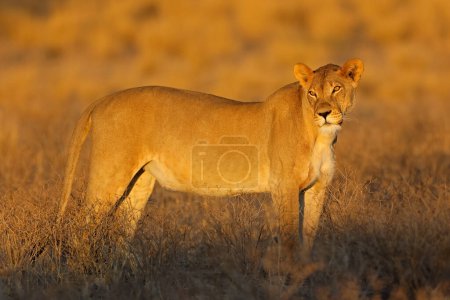 Photo for A lioness (Panthera leo) in natural habitat at sunrise, Kalahari desert, South Africa - Royalty Free Image