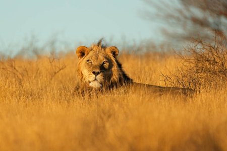 Téléchargez les photos : Grand lion d'Afrique mâle (Panthera leo) au petit matin, désert du Kalahari, Afrique du Sud - en image libre de droit